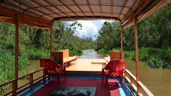 tanjung puting, klotok boat, sekonyer river cruise, wildlife safari, orangutan, tour, guide, trip jungle trek, hike, rimba lodge