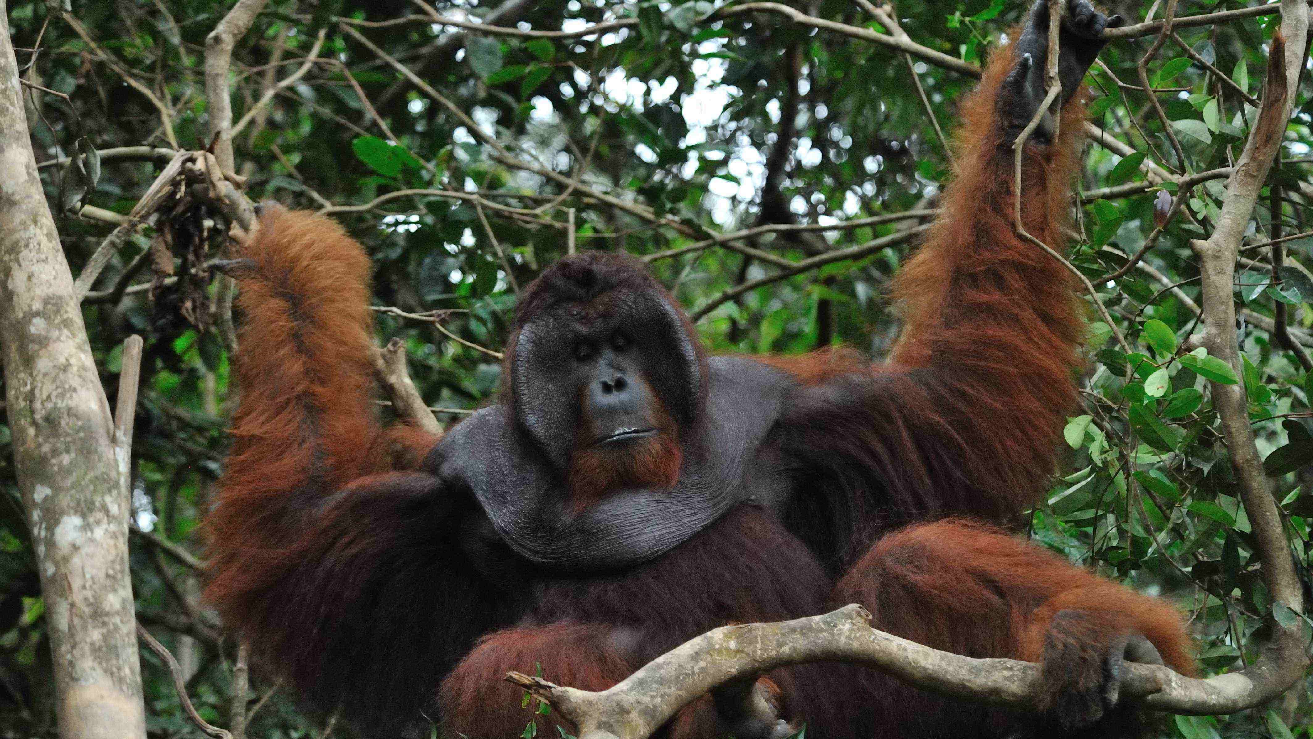 orangutan, wildlife, rehabilitation, kalimantan, borneo, tour, trek, jungle rain forest, forest, guide, journey, adventure, travel, trip