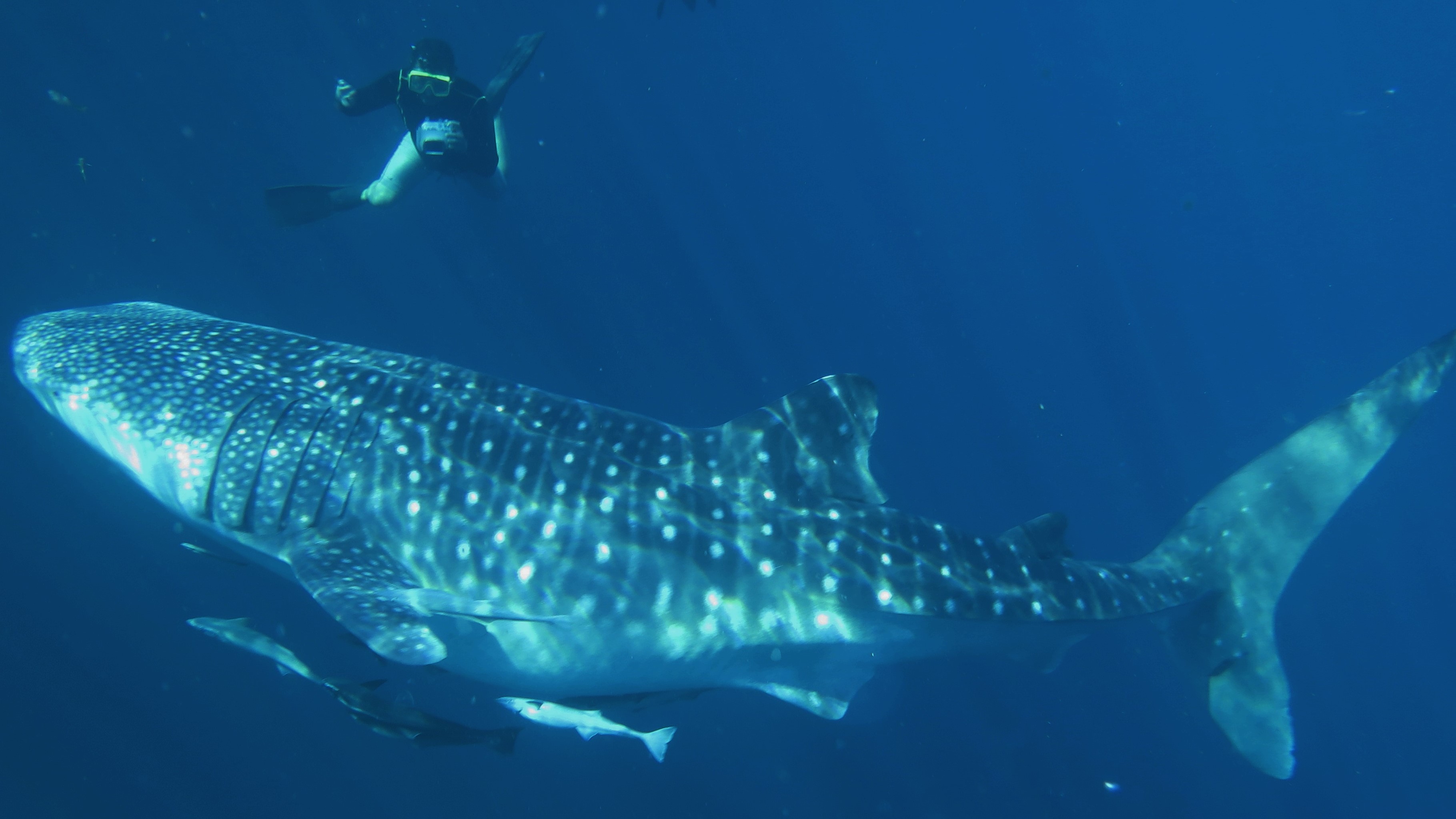 whale shark, talisayan, berau, borneo, kalimantan, tour, dive, snorkel, indonesia, teluk sumbang, eco lodge