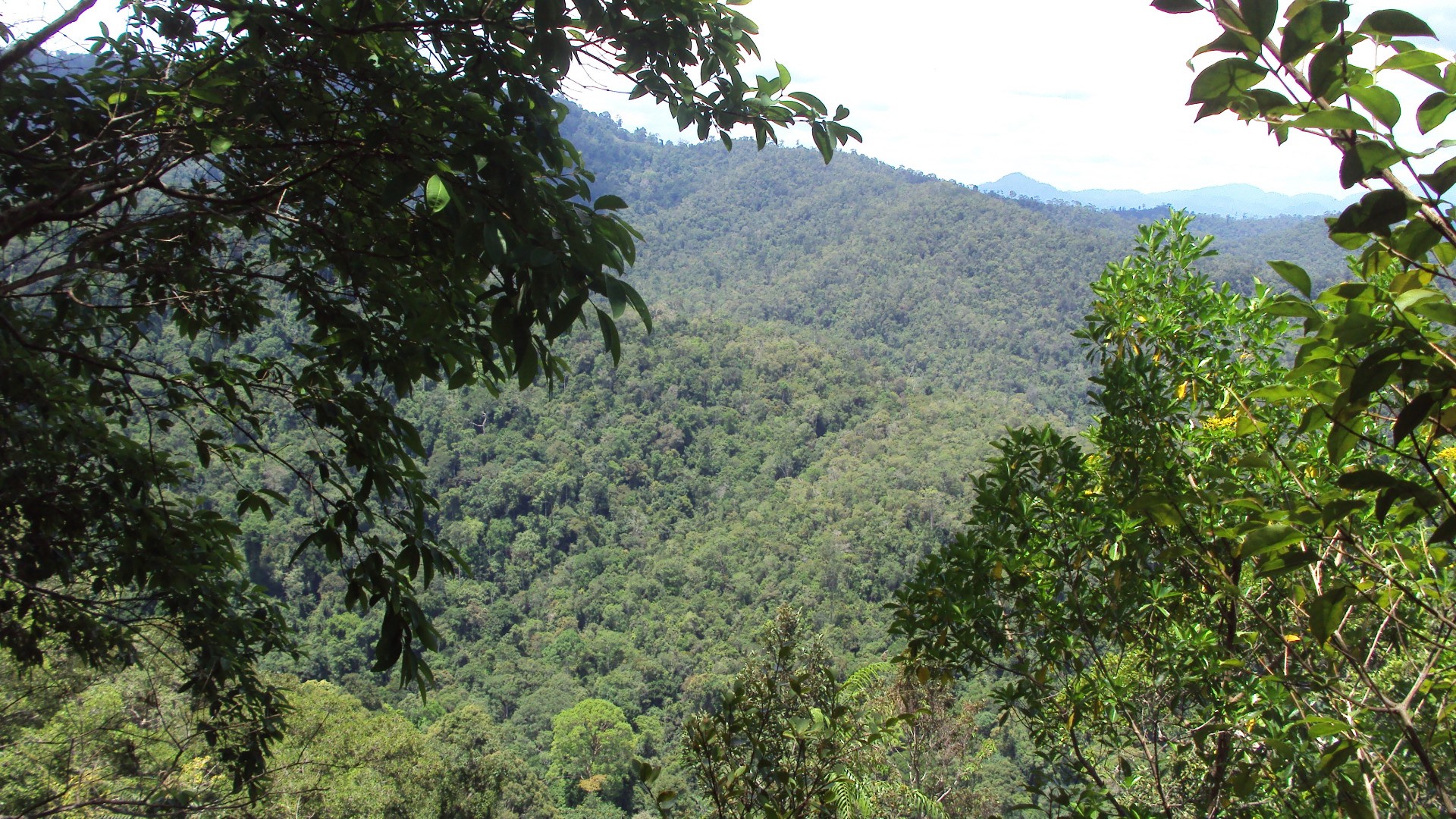samboja lodge, rehabilitation, orangutan sunbear, sungai wain, trip trek, jungle, forest, guide