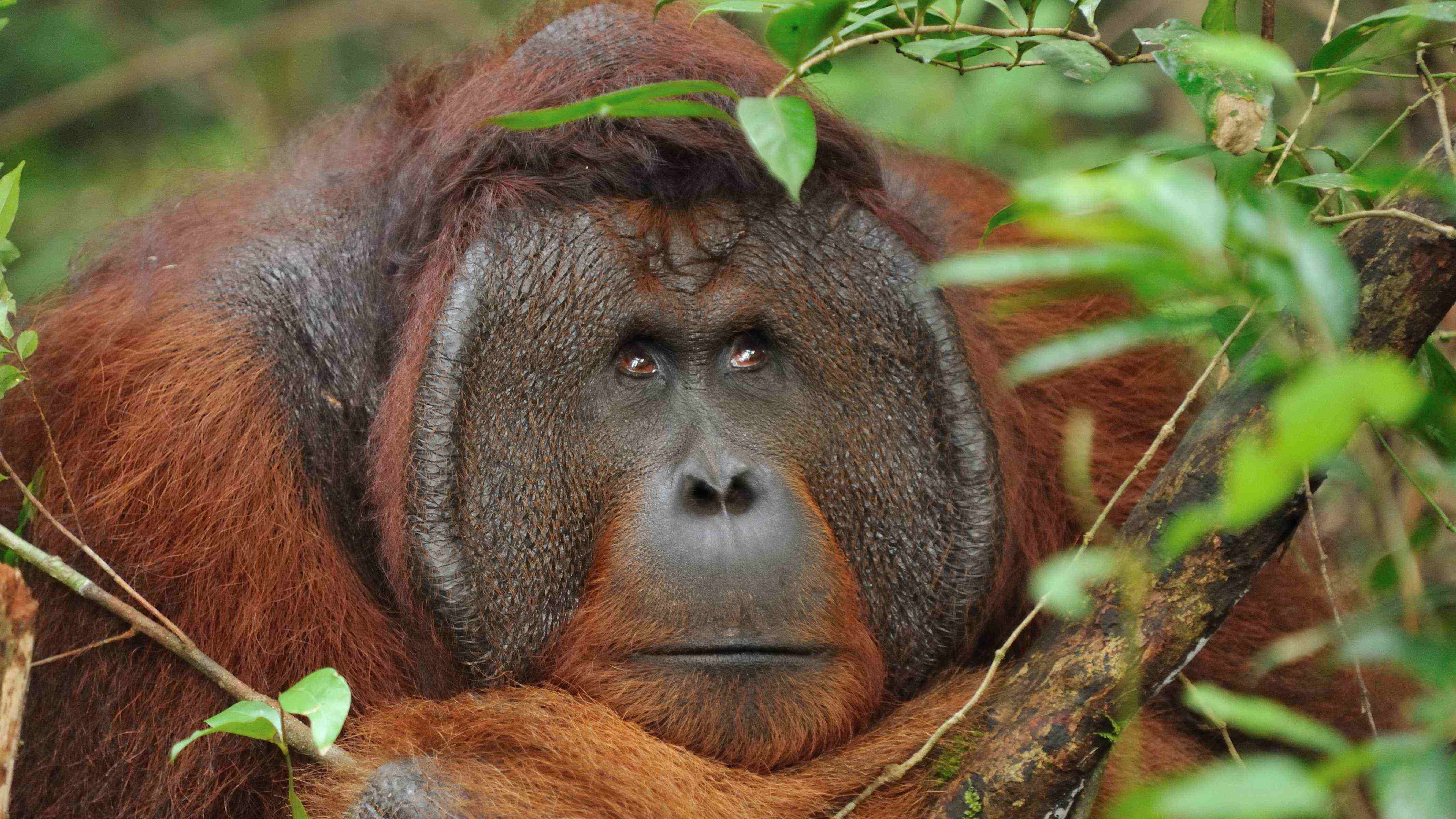 Orangutan tours, Kalimantan wildlife Jungle Safari of Indonesian Borneo