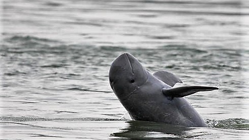 irrawaddy dolphin, fresh water dolphin, mahakam river, kalimantan, borneo, indonesia, trip, trek, tour, safari, cruise