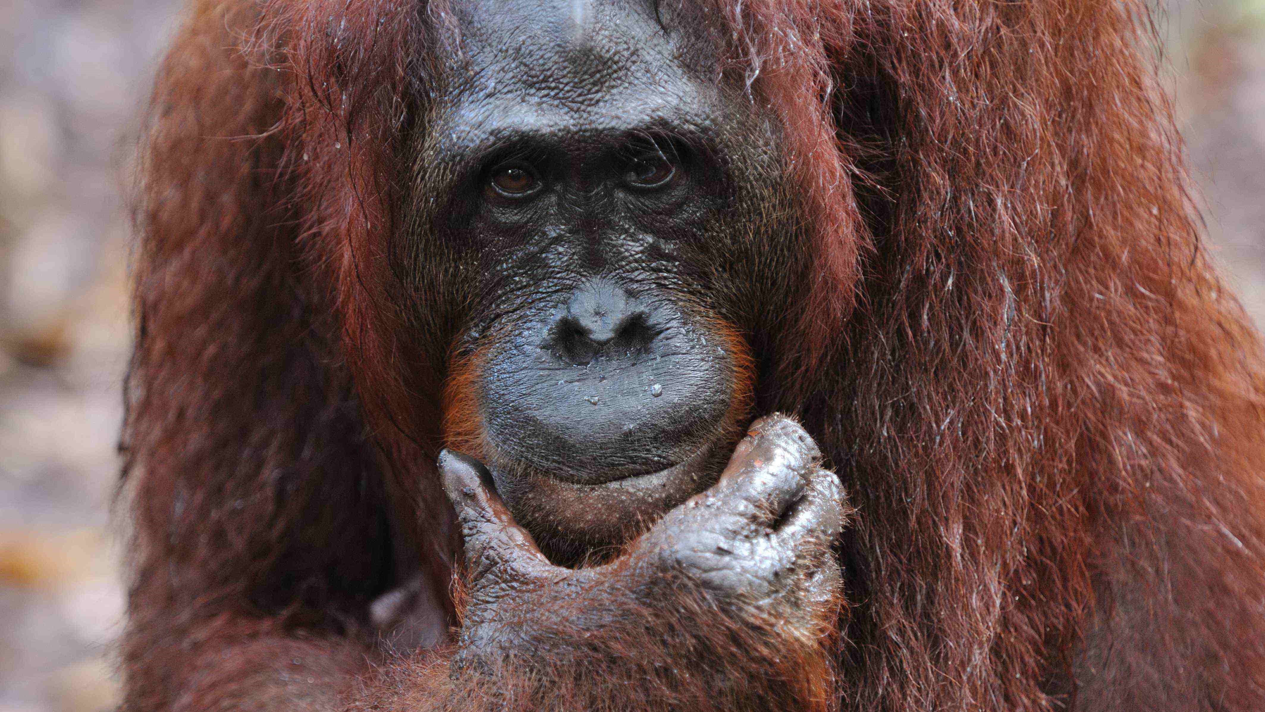 orangutan, wildlife, rehabilitation, samboja, kalimantan, borneo, indonesia, reforestation, jungle, tour, trek, hike, trip, guide, bosf